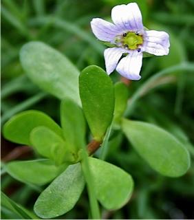 Le Bacopa Monnieri