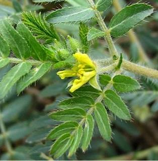 Tribulus Terrestris 1