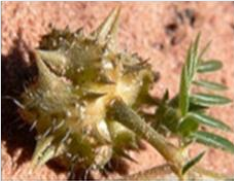 Tribulus Terrestris 2